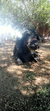 ખડેલી વેશવાનીછે