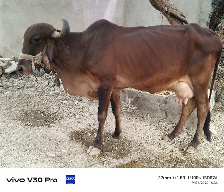 અર્ધ પાશાર ગાય છે