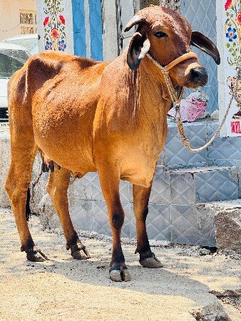 થંબનેલ 5