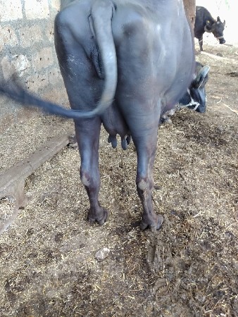 थंबनेल 3