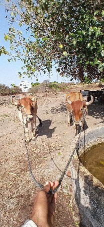 બળદ વેચવા ના છે
