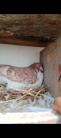 મારીયા હાટીના