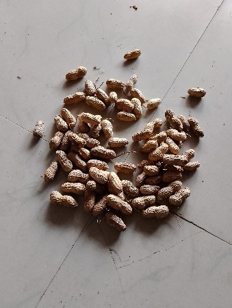 G22 નંબર મગફળી વેચવાની છે કોરે કોરી