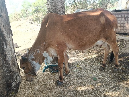 થંબનેલ 2