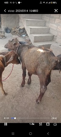 થંબનેલ 3