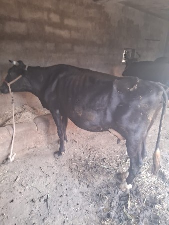 ગાયવેસવાનીસે