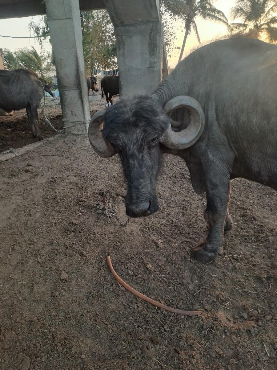 बे भेसू देवानी छे