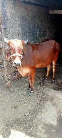 ગાય વેચવાની છે