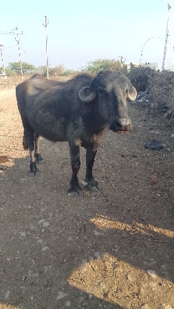 थंबनेल 2