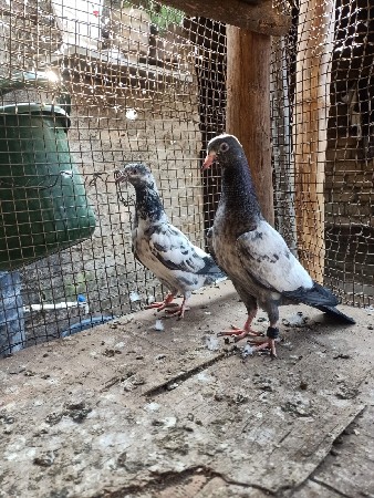 थंबनेल 2