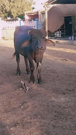 પાડો વેચવાનો છે