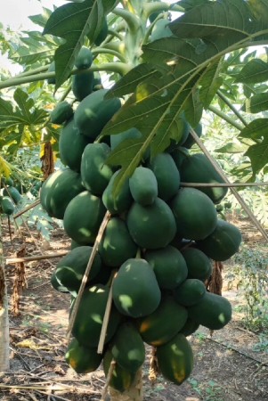 થંબનેલ 4