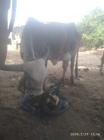 થંબનેલ 2