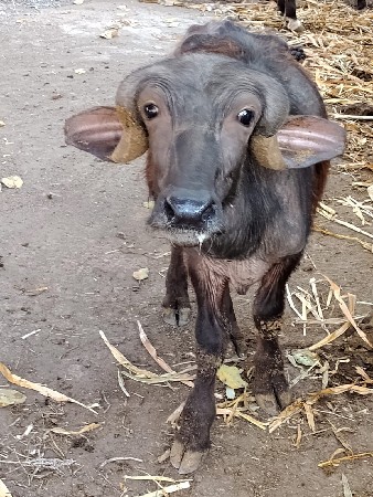 પાડો વેચવાનો છે