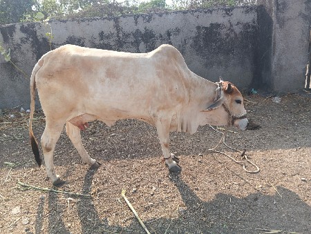 બે હોઙકી વેચવાની સે પેલું વેતર