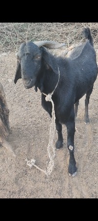 આ બોકડો વેચવા નું છે