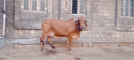 ગીર ગાય