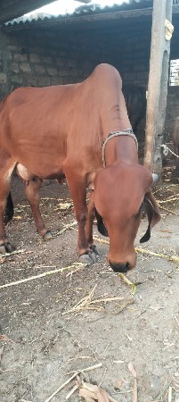 ગાય વેચવાની સે