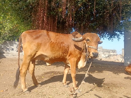 gir gay vechavani se