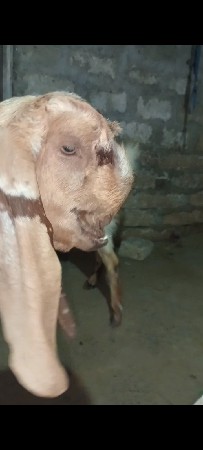 તોતાપૂરી