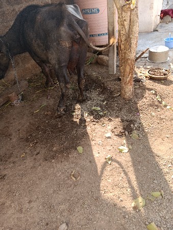 ભેંસ વેચવાની છે