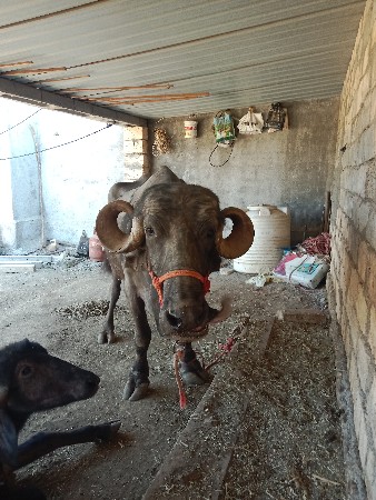 थंबनेल 3