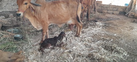 गाय वेसवानीसे