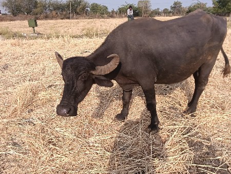 ભેંસ વેચવાની છે