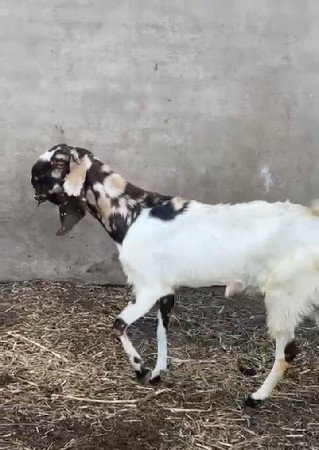 𝗧𝗼𝗽 𝗤𝘂𝗮𝗹𝗶𝘁𝘆 𝗳𝗲𝗺𝗮𝗹𝗲