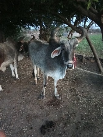 थंबनेल 2