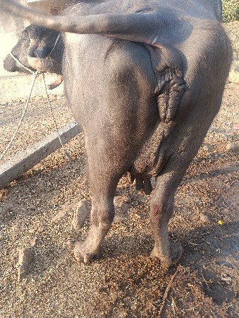 દોઢ મહિના ની વેણાં