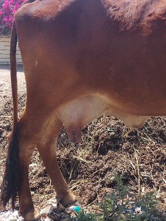 ગીર ગાય વેચવાની છે