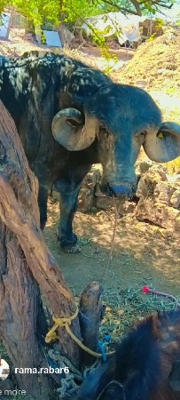 Pandu which one was a