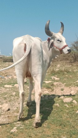 પેલું વેતર હોડકી વેચવાની છે