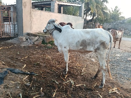 थंबनेल 2