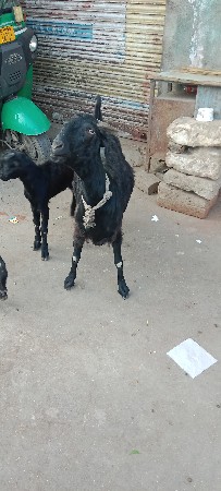 થંબનેલ 3