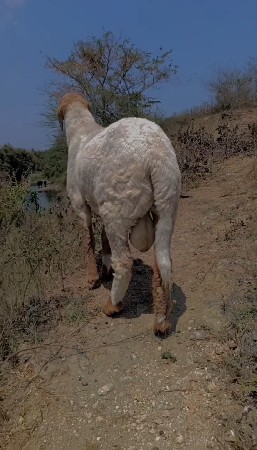 વેચવાનું