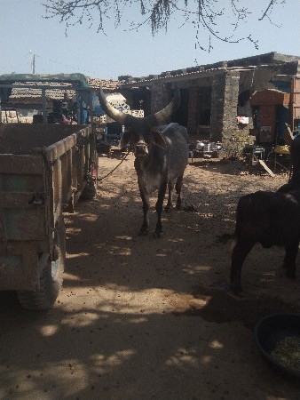 વેચવાનો સે