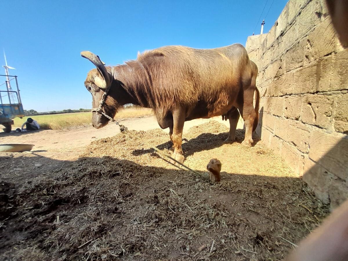 थंबनेल 3