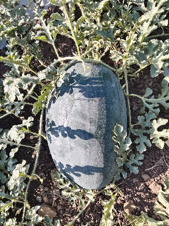 તરબૂચ વેચવાના છે