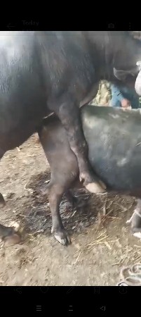 પાડો વેચવાનો છે