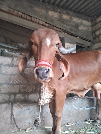 थंबनेल 3