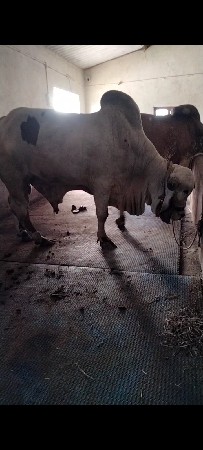 ગીર વાછડો દેવાનો છે