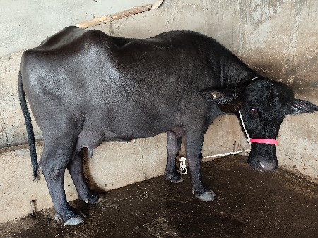 આ ખડાય વેચવાની છે