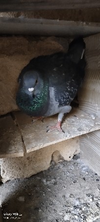 થંબનેલ 2