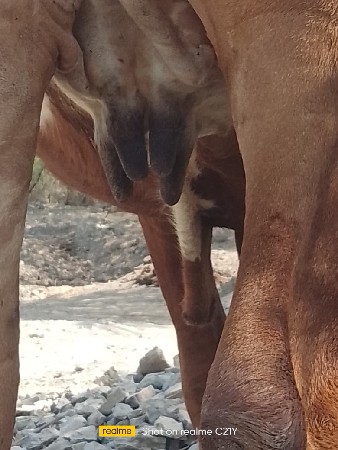 પેલવેતરી હોડકી વેસવાની છે