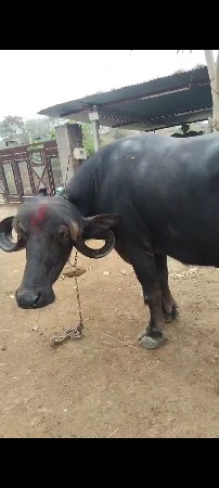 બીજું વેતર ખડાય