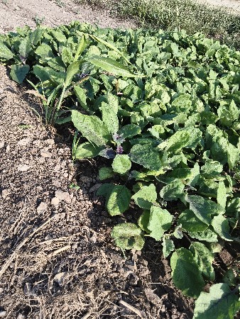 રિગડી રોપ