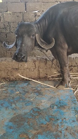 પેલું વેતર