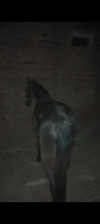 આ બે ધોડી એક ધોડો વેસવાનો સે સાટા